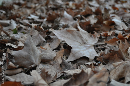 El otoño con las hojas ocres