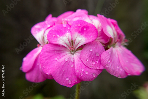 purple flower in the garden