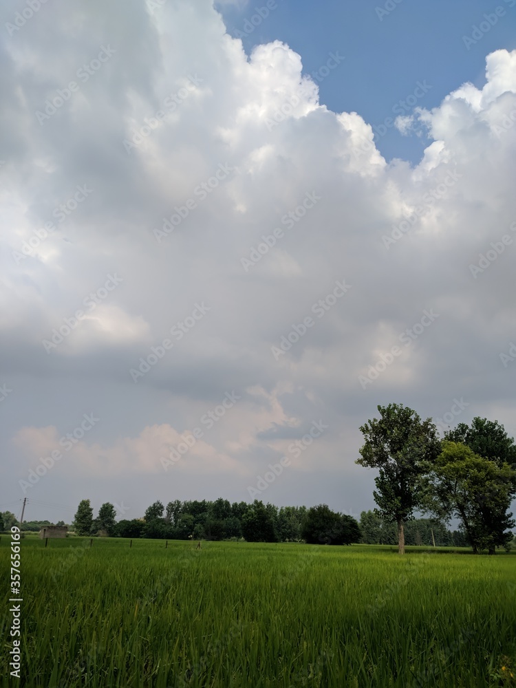 Obraz premium green field and blue sky