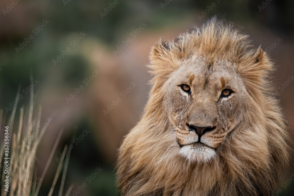 Portrait of a resting male lion  in Nkomazi Game Reserve in Kwa Zulu Natal in South Africa with copy space