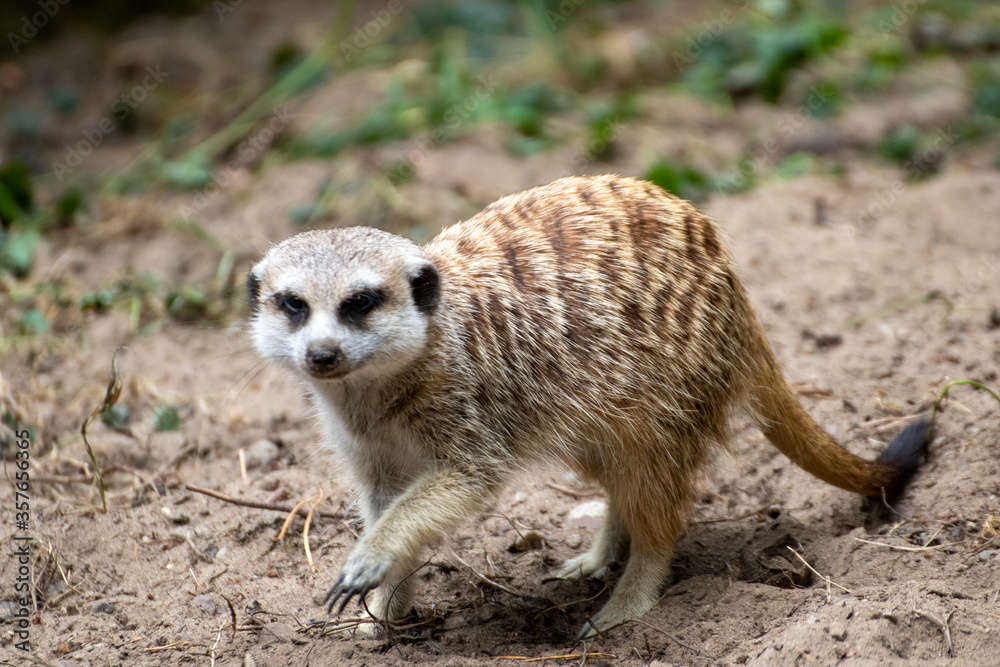 Fototapeta premium Close up of a meerkat in an animal park in Germany