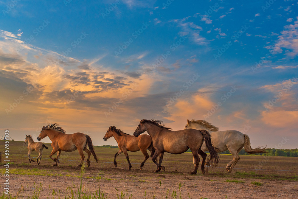 Horses gallop along the road against the sky. Horses gallop along the road against the sky.