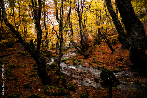 El otoño en el Faedo de Ciñera photo