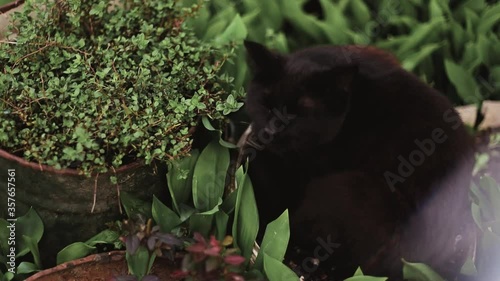 cat in the garden