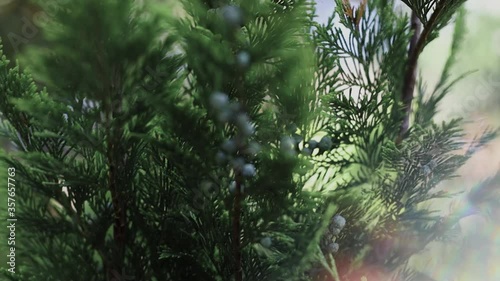 cypress through glass prism