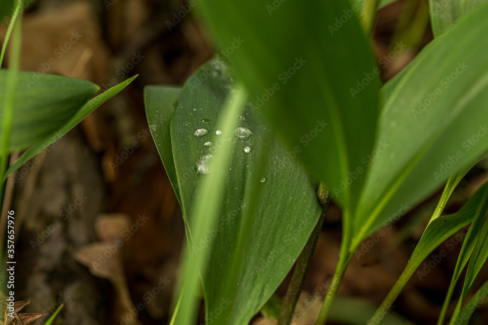 wild blooming lilies of the valley in the forest wild blooming lilies of the valley in the forest