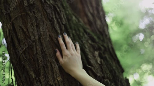 hand on tree
