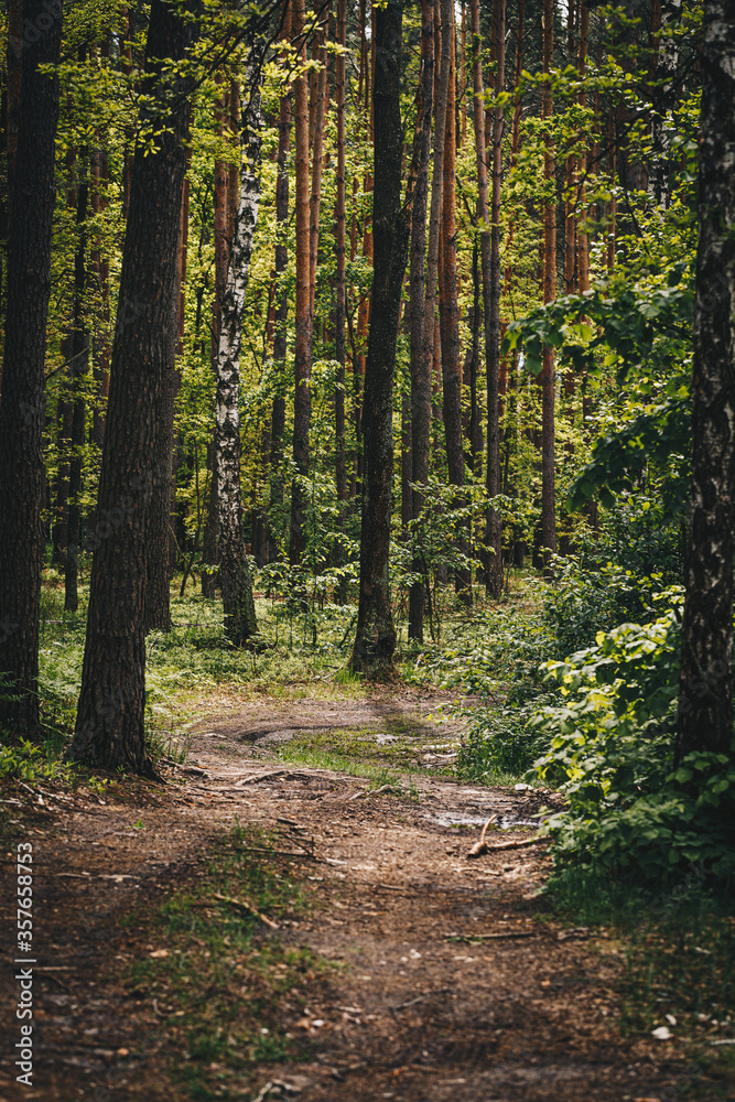 Forest dirt road among pines and birches