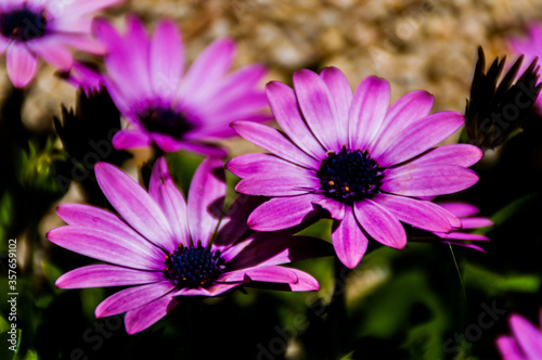 Flora y fauna