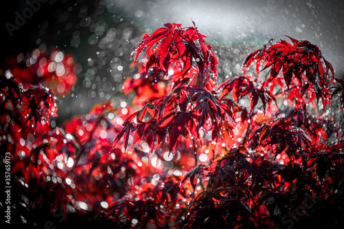 Blätter im Regen photo
