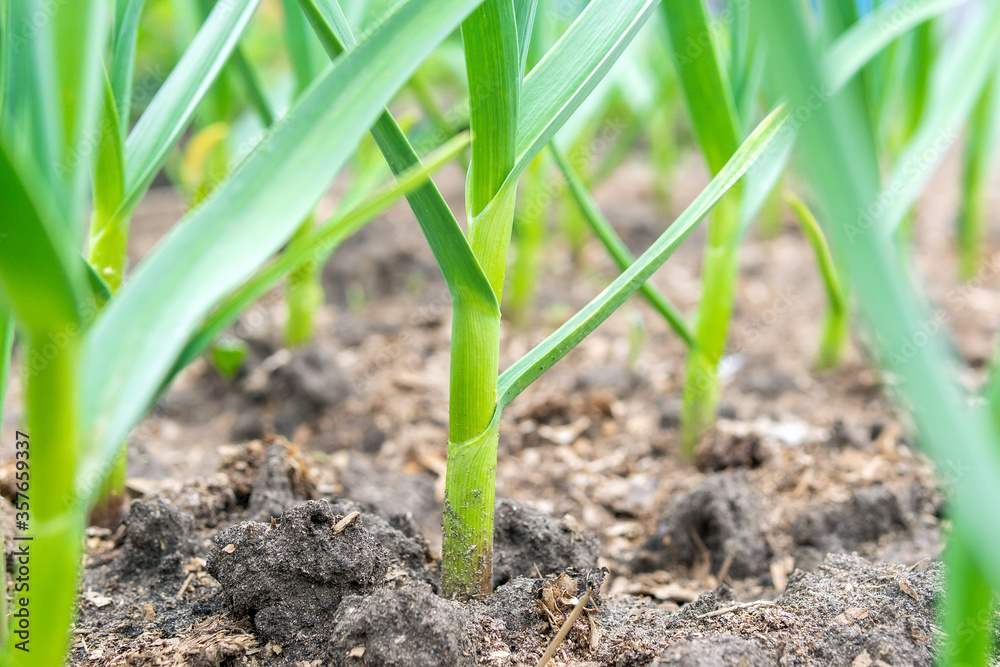 garlic plants in the field, agricultural background. Spring harvest. Rows in the ground. selective focus