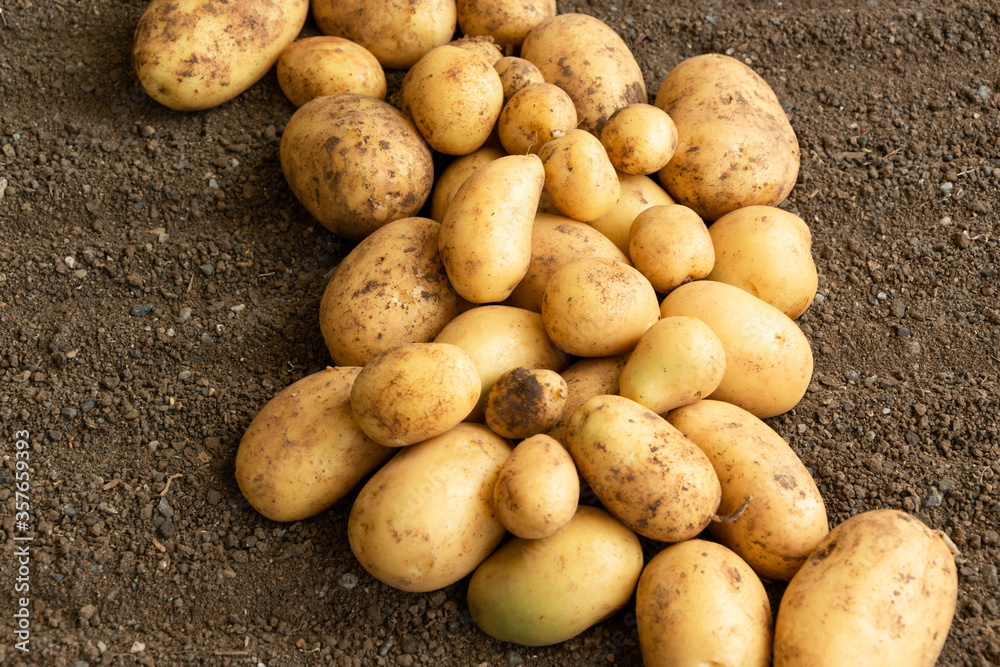 Raw fresh potatoes, healthy country food ingredients Raw fresh potatoes, healthy country food ingredients