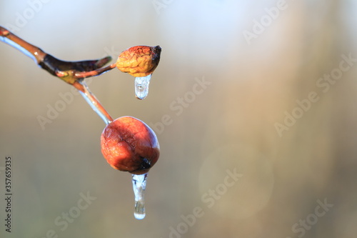 With an ice layer to prevent the fruit blossom from freezing. With an unmatured fruit from last season. photo