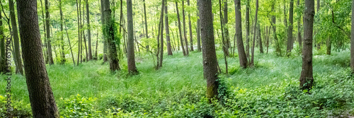 A panoramic view of a green forest