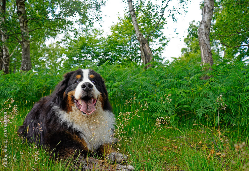 Large happy muddy Bernese Mountain Dog lying on the grass in the forest 