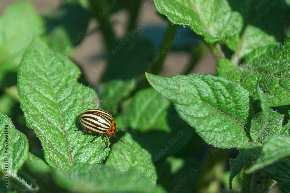 Colorado potato beetle on a potato leaf with copy space Colorado potato beetle on a potato leaf with copy space