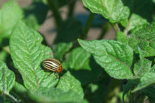 Colorado potato beetle on a potato leaf with copy space