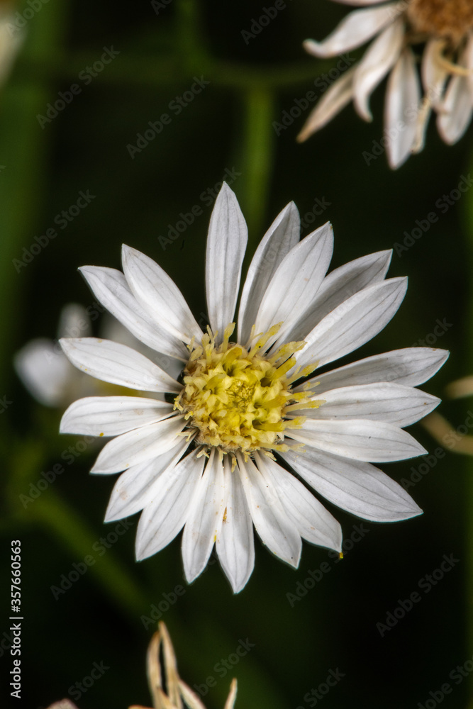 Prairie Goldenrod (Solidago ptarmicoides)