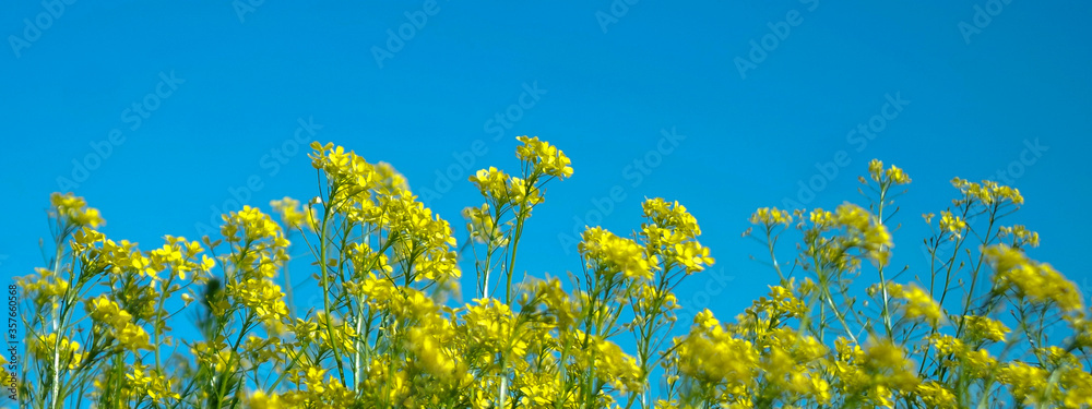 field of yellow flowers field of yellow flowers