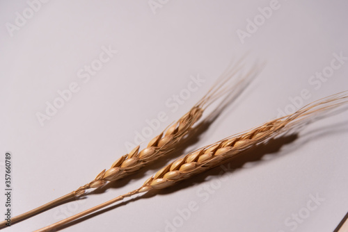 ears of wheat on white background








 photo