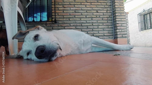 Lazy spanish mastiff lying on the ground photo