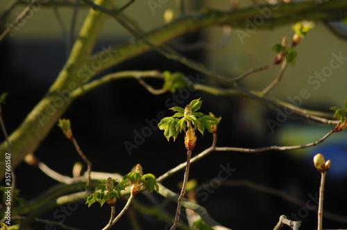 Spring chestnut branches