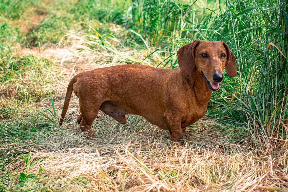 
dog, red-haired dachshund walks in the field