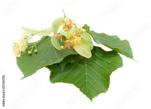 green lime isolated on white background