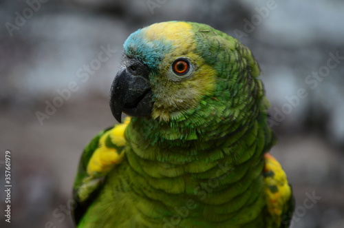 parrot on gray brick background in rain