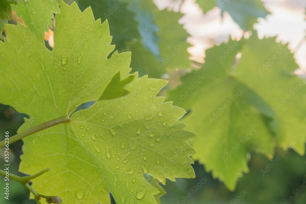 Grape leaf (grape) at sunset recently rained Grape leaf (grape) at sunset recently rained