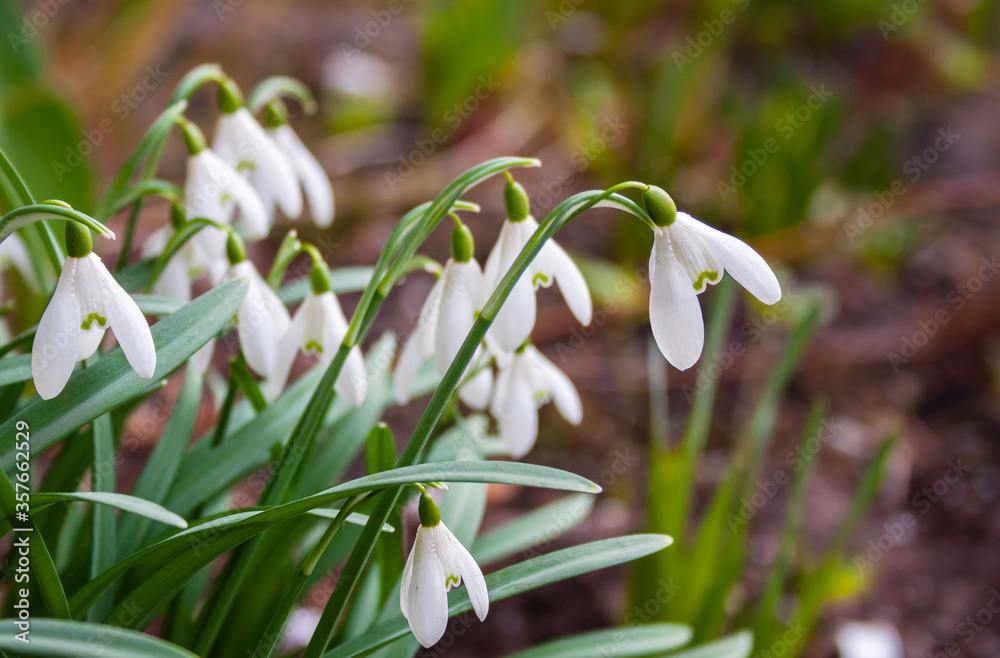 flowers of snowdrops in early spring in the garden flowers of snowdrops in early spring in the garden