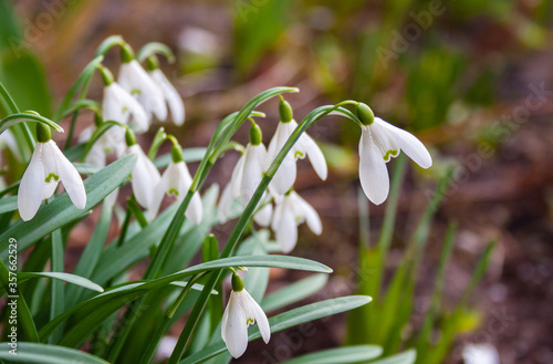 flowers of snowdrops in early spring in the garden