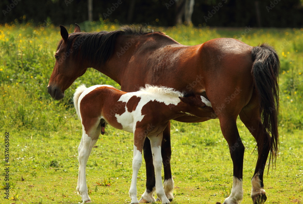 A dark brown mother horse and her brown spotted newborn male foal are seen isolated on a grassland. The baby horse is suckling his mom. Background is blurred with wild flowers and grassland. A dark brown mother horse and her brown spotted newborn male foal are seen isolated on a grassland. The baby horse is suckling his mom. Background is blurred with wild flowers and grassland.