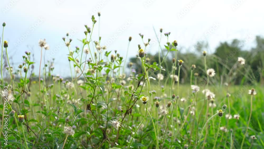 White wild flowers and green fields. White wild flowers and green fields.