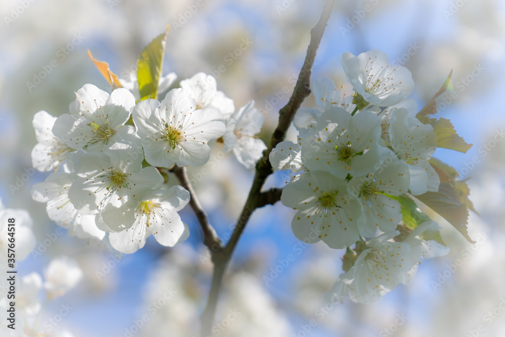 Cherry Blossom 2 Cherry Blossom 2