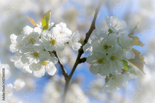 Fototapeta Naklejka Na Ścianę i Meble -  Cherry Blossom 2