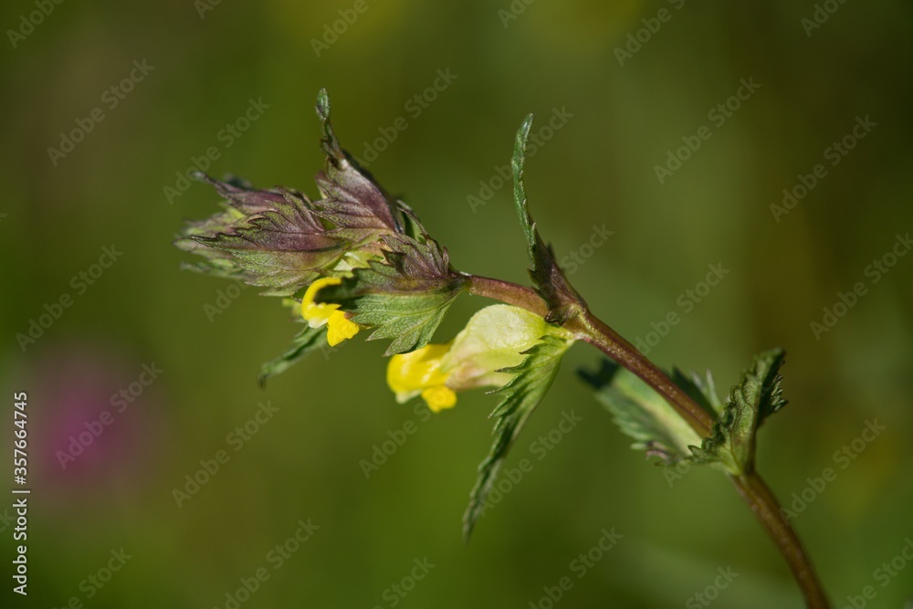 Obraz premium The Greater Cockerel (Rhinanthus major, sometimes also Rhinanthus serotinus) is an annual semi-parasitic herb, flowering lemon yellow.