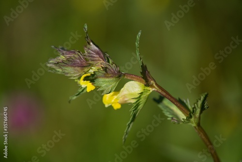 The Greater Cockerel (Rhinanthus major, sometimes also Rhinanthus serotinus) is an annual semi-parasitic herb, flowering lemon yellow.