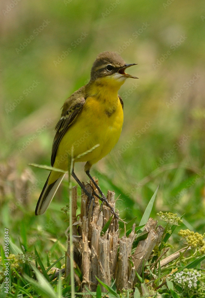 Fototapeta premium eastern yellow wagtail bird 