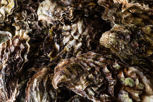 texture of an oyster shell