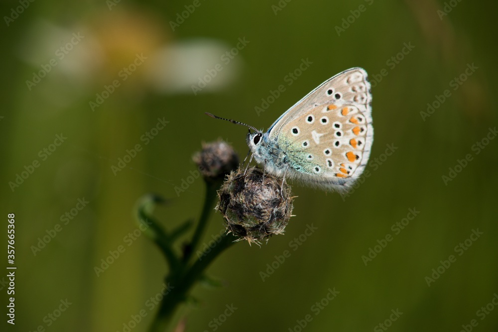 The Common Blue (Plebejus idas) is a species of diurnal butterfly in the blue family The Common Blue (Plebejus idas) is a species of diurnal butterfly in the blue family
