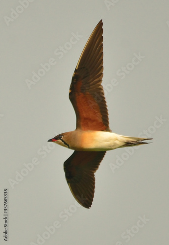 oriental pratincole bird in habitat