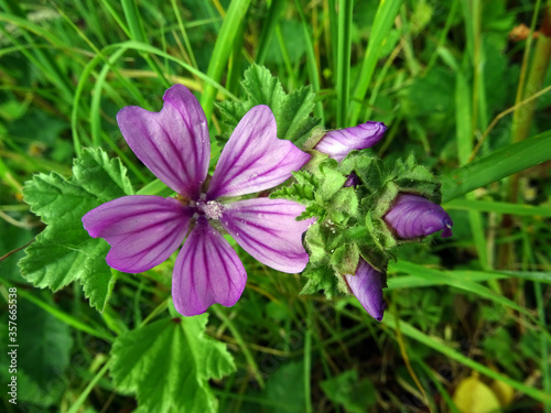 Fleurs violettes des prés