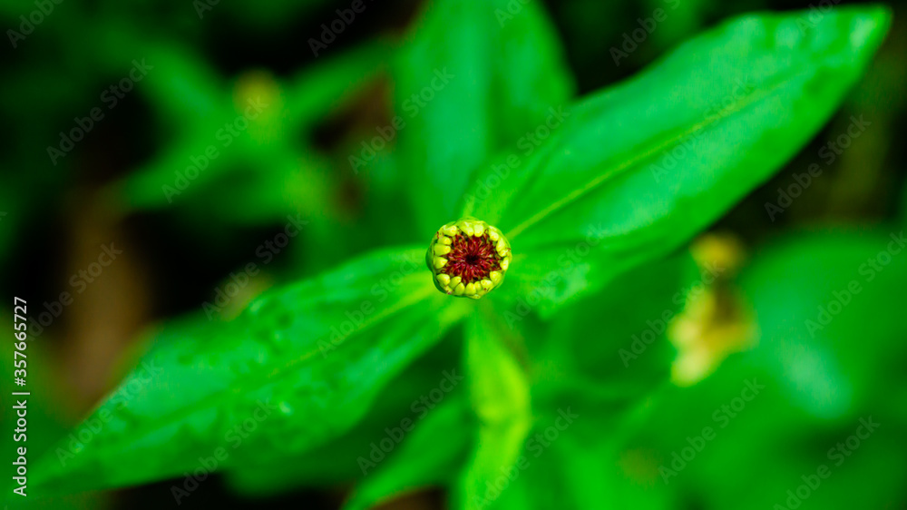 Fototapeta premium fly on leaf