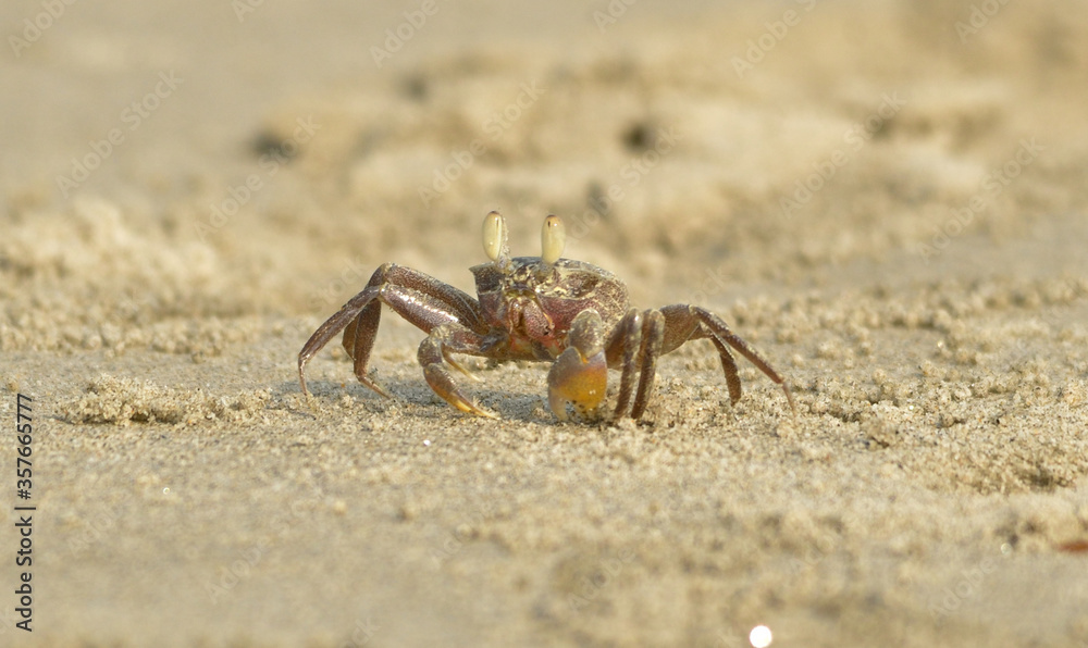 ghost crab in a sea beach