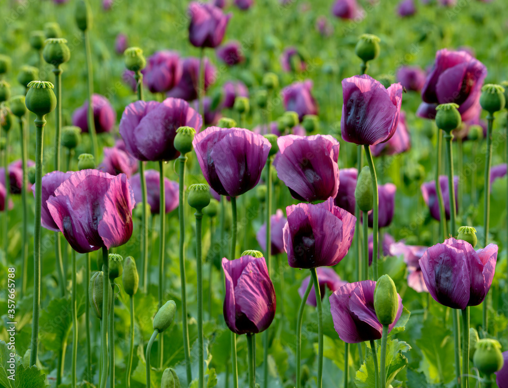 Purple poppy, Czech Republic, Pilsen region, Domazlice Purple poppy, Czech Republic, Pilsen region, Domazlice