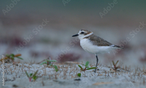 kentish plover bird in a beach