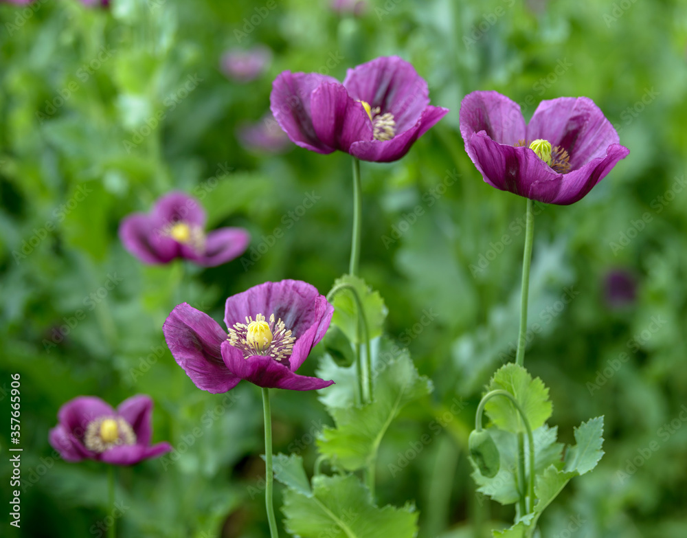 Purple poppy, Czech Republic, Pilsen region, Domazlice Purple poppy, Czech Republic, Pilsen region, Domazlice