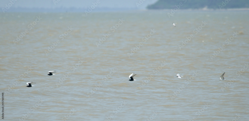 greater crested tern  bird in fly