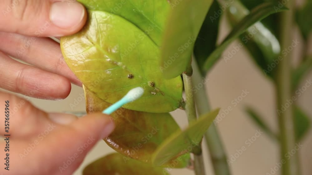 Female hand indoor pest removing by cotton swab armored scale insects at home plants. Homemade treatment. , Diaspididae